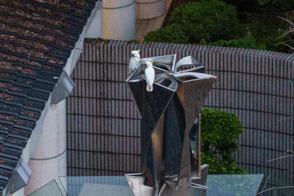 L'instant + : À Hong Kong, des nids artificiels pour assurer la survie des cacatoès