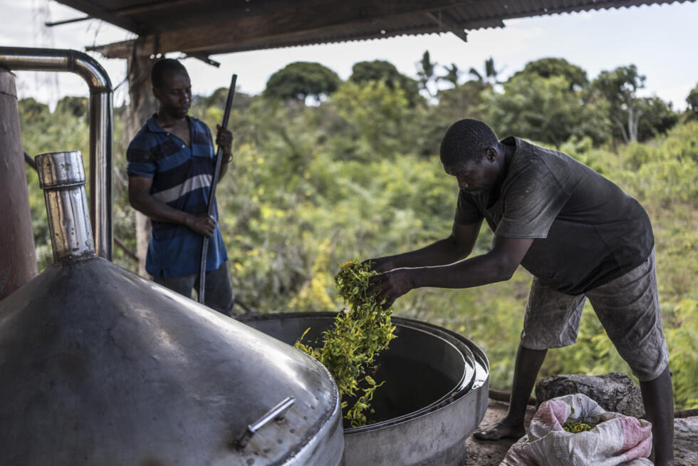 L'Instant + : Anjouan, île des Comores qui lutte pour sauver ses forêts L'Instant + : Anjouan, île des Comores qui lutte pour sauver ses forêts