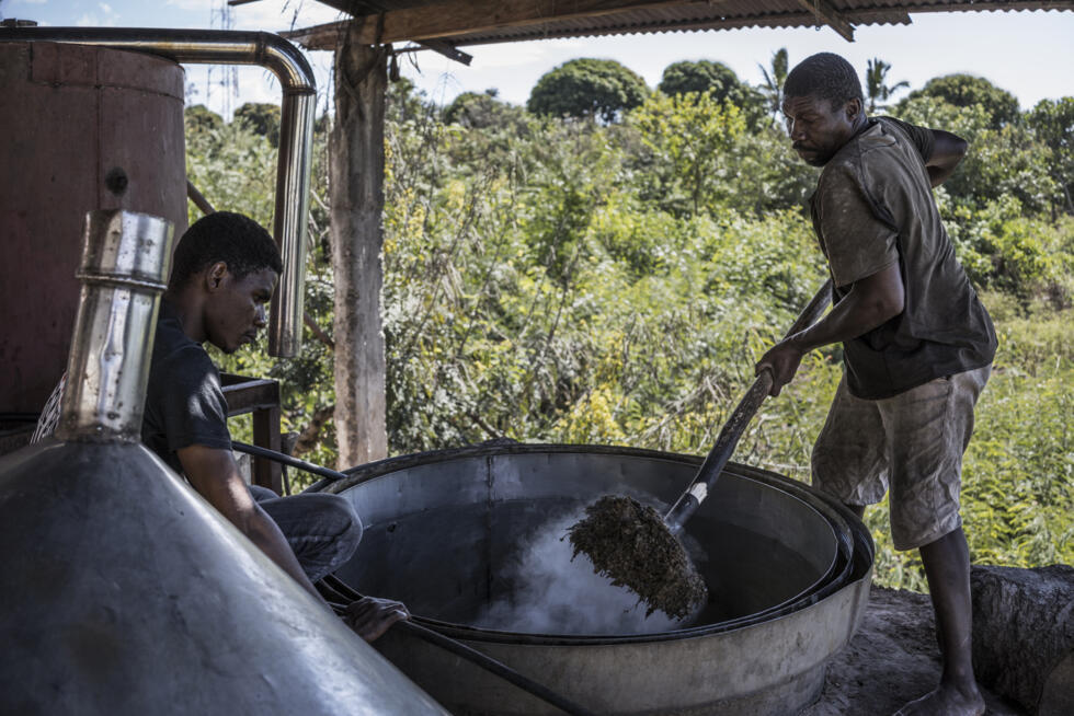 L'Instant + : Anjouan, île des Comores qui lutte pour sauver ses forêts L'Instant + : Anjouan, île des Comores qui lutte pour sauver ses forêts