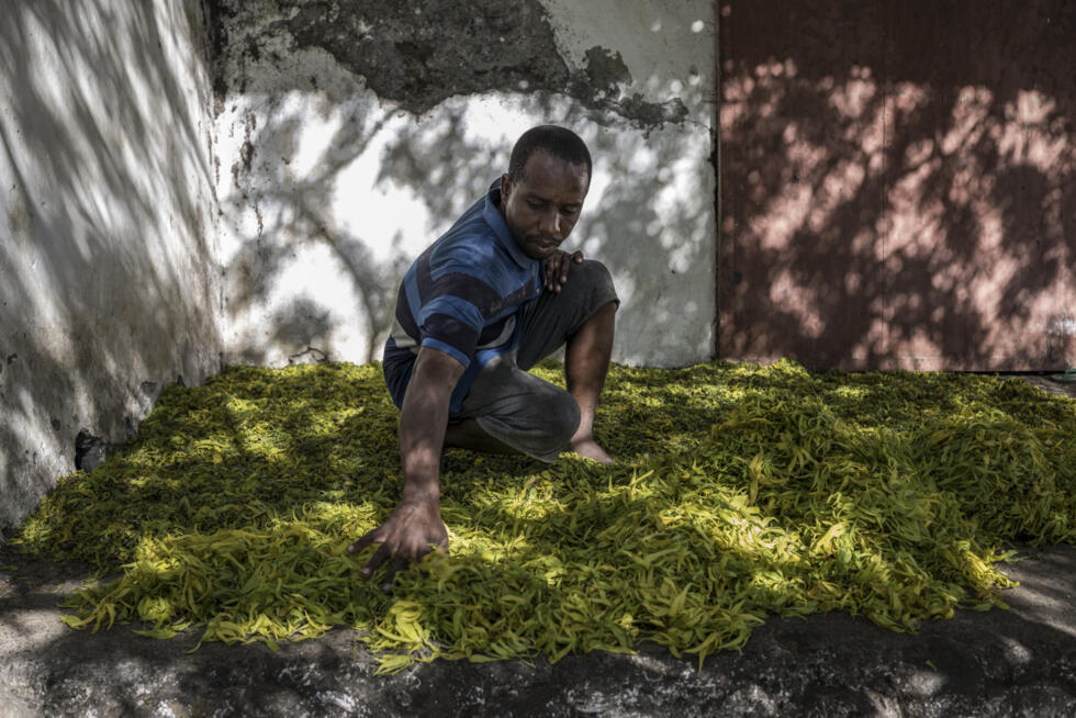 L'Instant + : Anjouan, île des Comores qui lutte pour sauver ses forêts L'Instant + : Anjouan, île des Comores qui lutte pour sauver ses forêts