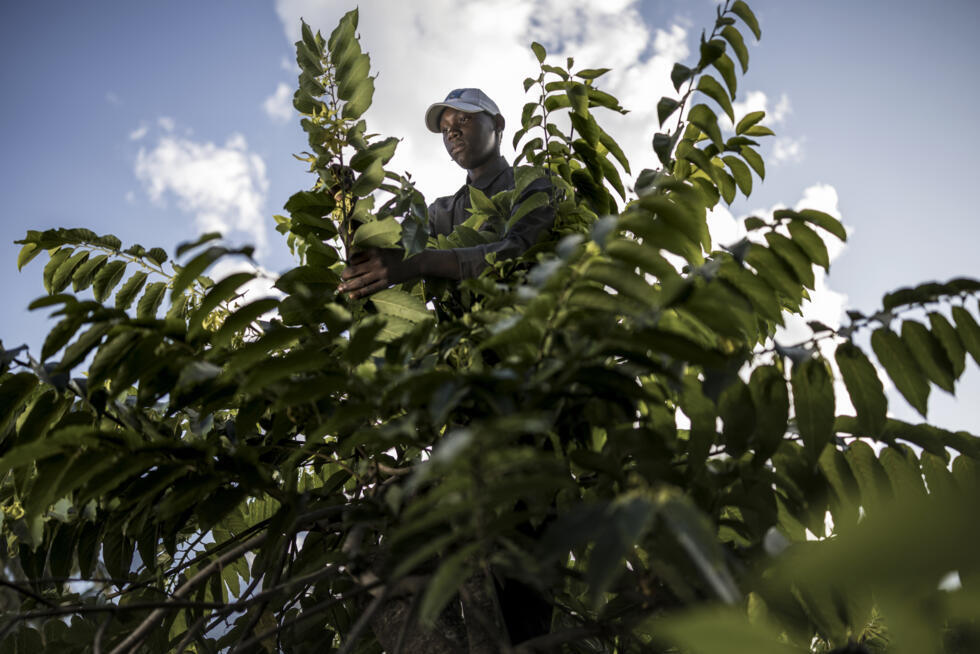 L'Instant + : Anjouan, île des Comores qui lutte pour sauver ses forêts L'Instant + : Anjouan, île des Comores qui lutte pour sauver ses forêts