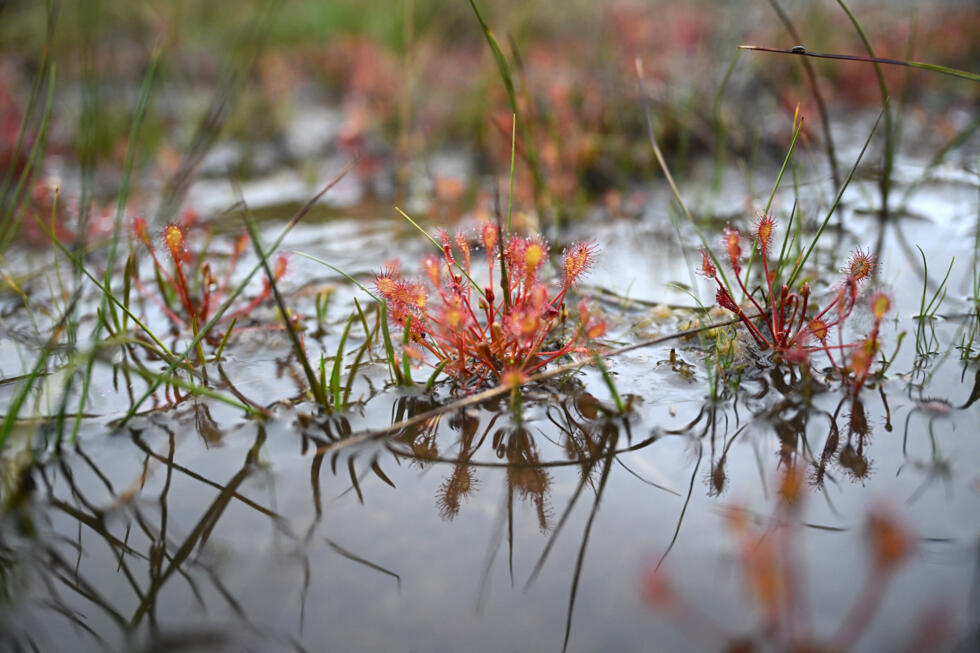 Face à Moscou, l’Europe redécouvre la force défensive des tourbières
