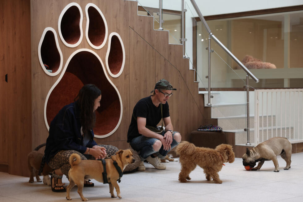 L'instant + : à Paris, l'émergence de garderies pour chiens L'instant + : à Paris, l'émergence de garderies pour chiens