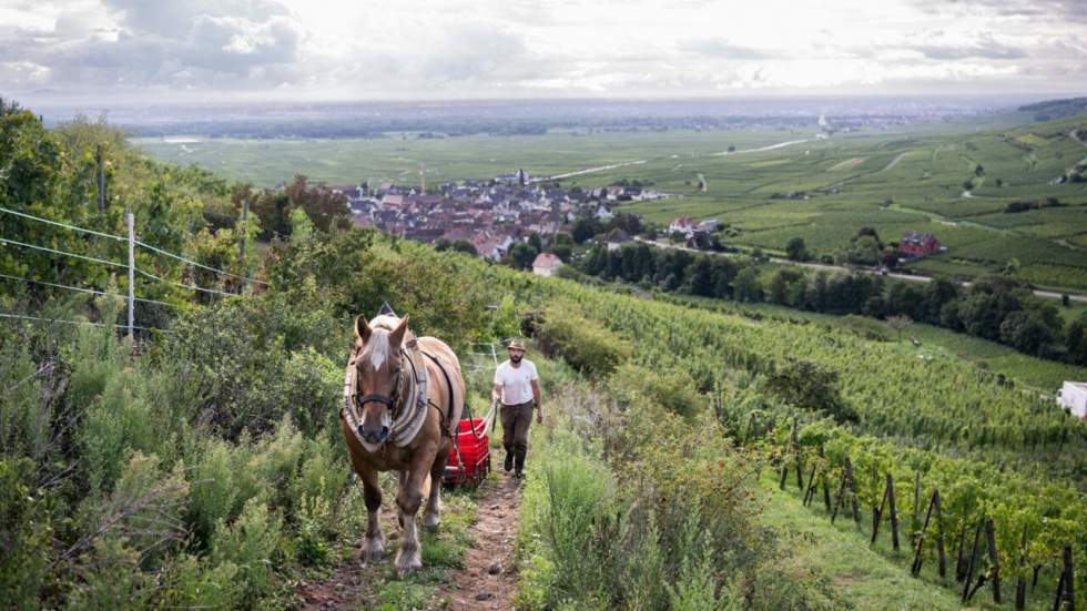 L'instant + : Malik, vendangeur à l'ancienne au cœur des vignobles alsaciens L'instant + : Malik, vendangeur à l'ancienne au cœur des vignobles alsaciens