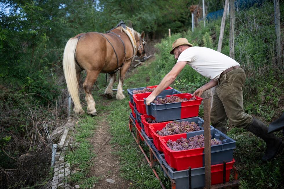 L'instant + : Malik, vendangeur à l'ancienne au cœur des vignobles alsaciens L'instant + : Malik, vendangeur à l'ancienne au cœur des vignobles alsaciens