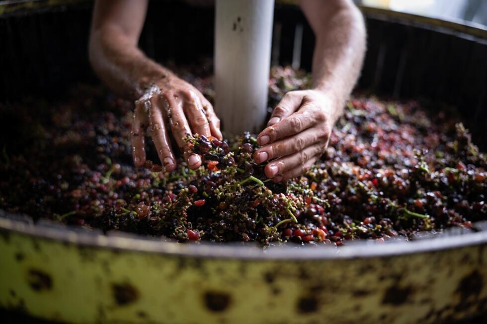 L'instant + : Malik, vendangeur à l'ancienne au cœur des vignobles alsaciens L'instant + : Malik, vendangeur à l'ancienne au cœur des vignobles alsaciens