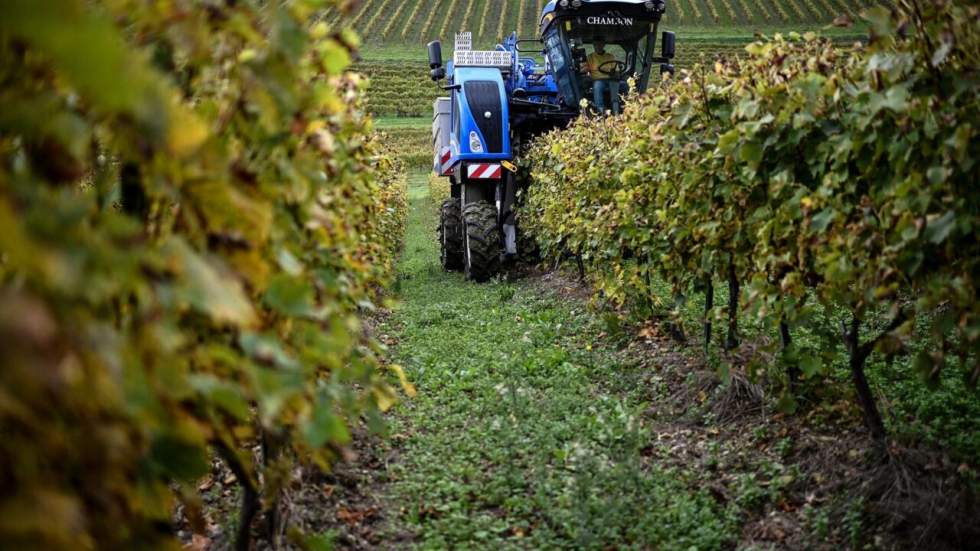 Dans les vignes françaises, des cépages hybrides pour s'affranchir des pesticides Dans les vignes françaises, des cépages hybrides pour s'affranchir des pesticides