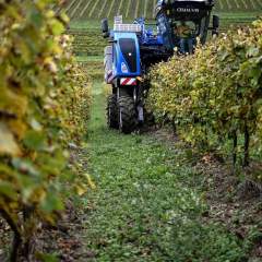 Dans les vignes françaises, des cépages hybrides pour s'affranchir des pesticides Dans les vignes françaises, des cépages hybrides pour s'affranchir des pesticides