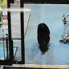 Face à la multiplication des attaques d'ours, le Japon demande l'aide de l'armée Face à la multiplication des attaques d'ours, le Japon demande l'aide de l'armée