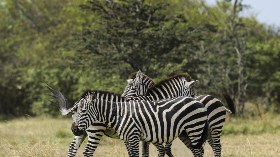 Instant + : dans une réserve animalière kényane, la communauté Massaï et la faune sauvage cohabitent Instant + : dans une réserve animalière kényane, la communauté Massaï et la faune sauvage cohabitent