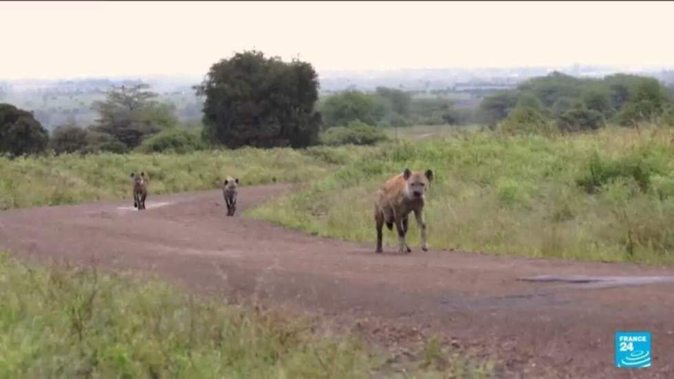 Instant + : dans une réserve animalière kényane, la communauté Massaï et la faune sauvage cohabitent Instant + : dans une réserve animalière kényane, la communauté Massaï et la faune sauvage cohabitent