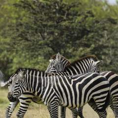 Instant + : dans une réserve animalière kényane, la communauté Massaï et la faune sauvage cohabitent Instant + : dans une réserve animalière kényane, la communauté Massaï et la faune sauvage cohabitent