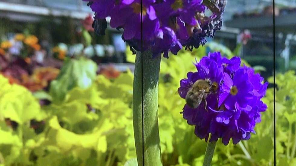 L'instant + : une abeille à cornes baptisée "Lucifer" découverte en Australie