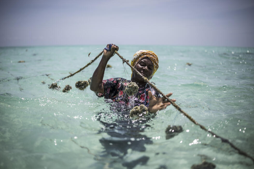 L'instant + : la culture d'éponges de mer à Zanzibar bénéficie aux femmes et à l'Océan L'instant + : la culture d'éponges de mer à Zanzibar bénéficie aux femmes et à l'Océan