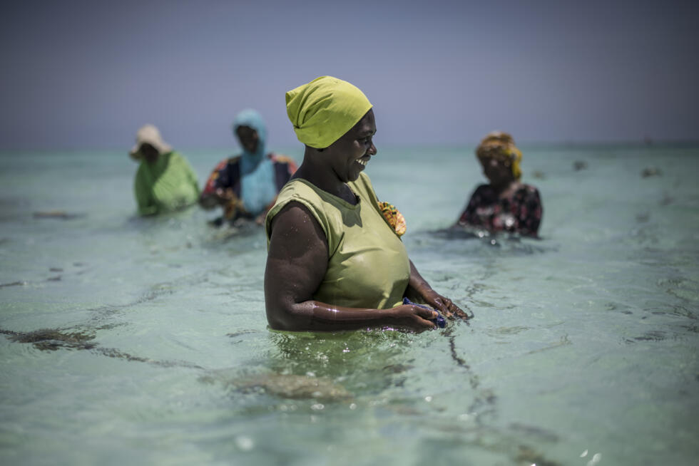 L'instant + : la culture d'éponges de mer à Zanzibar bénéficie aux femmes et à l'Océan L'instant + : la culture d'éponges de mer à Zanzibar bénéficie aux femmes et à l'Océan