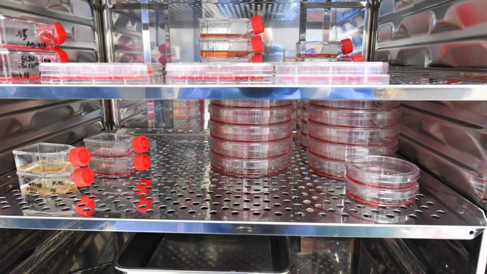 Cancers, immunité : les chercheurs de l'Inserm à Orléans explorent les promesses de l'ARN messager