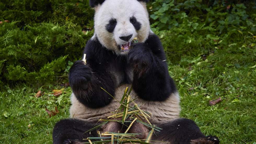 L’instant + : après un séjour marquant de 13 ans, les pandas géants de Beauval repartent en Chine