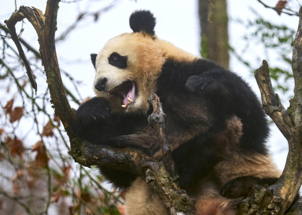 L’instant + : après un séjour marquant de 13 ans, les pandas géants de Beauval repartent en Chine