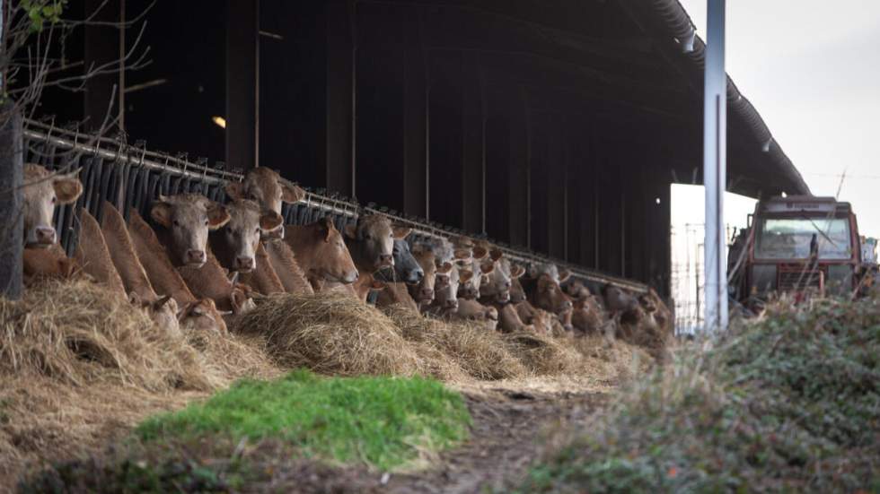 Épidémie bovine en France : qu'est-ce que la dermatose nodulaire contagieuse ? Épidémie bovine en France : qu'est-ce que la dermatose nodulaire contagieuse ?