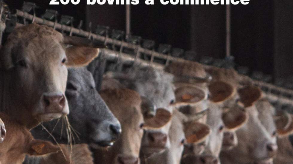 Épidémie bovine en France : qu'est-ce que la dermatose nodulaire contagieuse ? Épidémie bovine en France : qu'est-ce que la dermatose nodulaire contagieuse ?