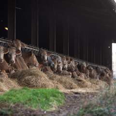 Épidémie bovine en France : qu'est-ce que la dermatose nodulaire contagieuse ?