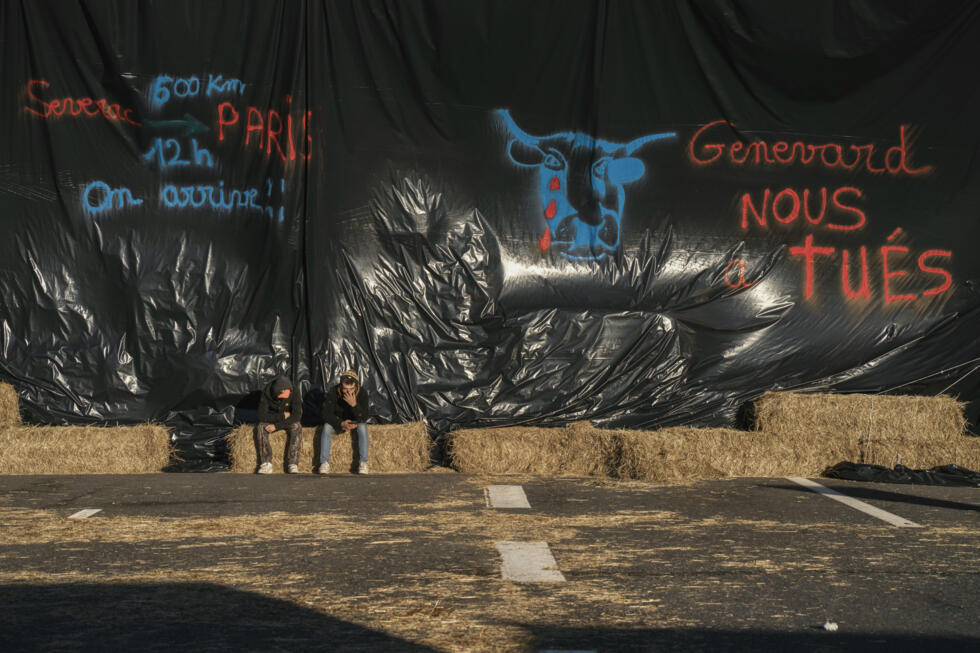 Dermatose nodulaire contagieuse : Genevard attendue dans le Sud-Ouest où la colère s'amplifie