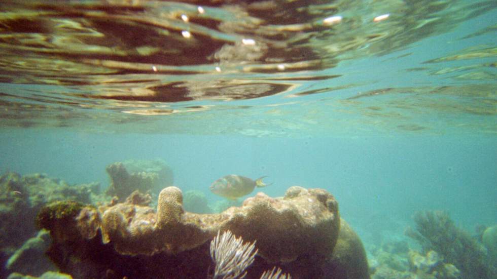 Dans les Caraïbes, les récifs coralliens ont réduit de moitié depuis 1980