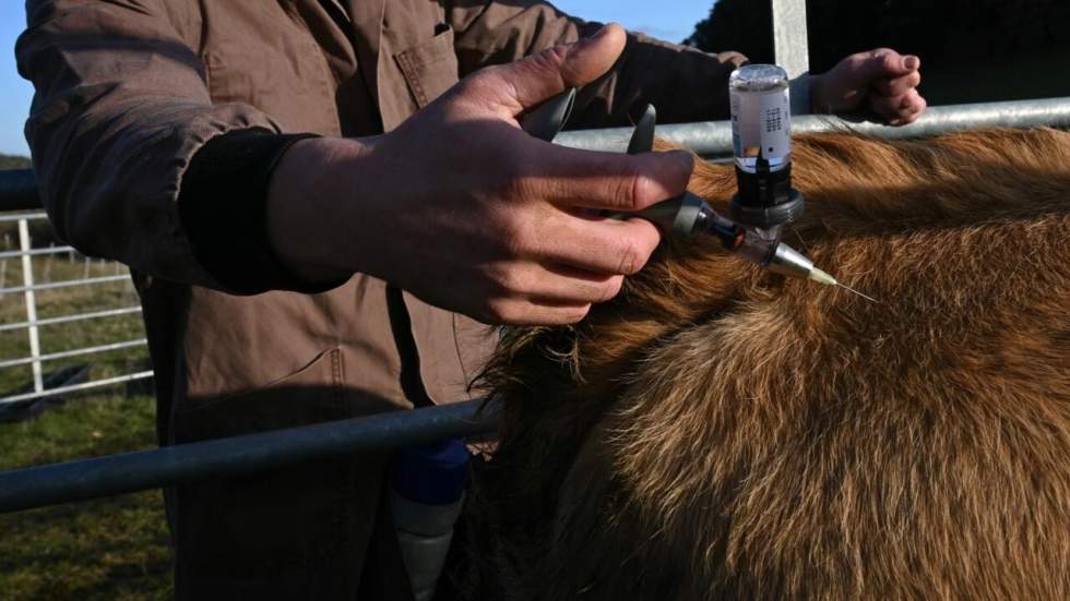 Dermatose nodulaire : les blocages persistent après l'abattage d'un nouveau troupeau vacciné