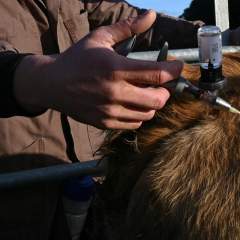 Dermatose nodulaire : les blocages persistent après l'abattage d'un nouveau troupeau vacciné