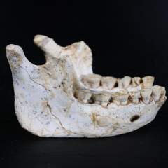 L'instant + : découverts au Maroc, des fossiles éclairent les origines africaines de l’humanité