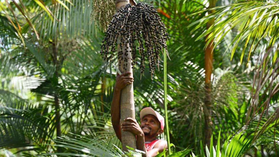 Instant + : au Brésil, l'açaï devient un "fruit national" pour lutter contre la "biopiraterie"