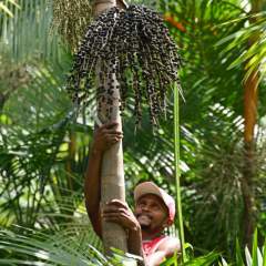 Instant + : au Brésil, l'açaï devient un "fruit national" pour lutter contre la "biopiraterie"