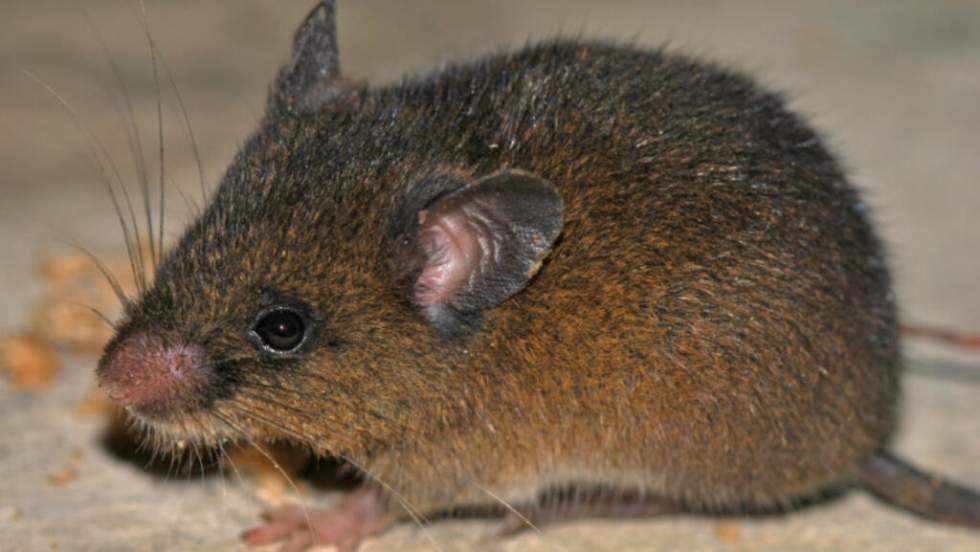 Oreoryzomys hesperus, la nouvelle espèce de petit rongeur dans les Andes péruviennes Oreoryzomys hesperus, la nouvelle espèce de petit rongeur dans les Andes péruviennes