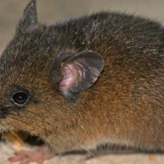 Oreoryzomys hesperus, la nouvelle espèce de petit rongeur dans les Andes péruviennes