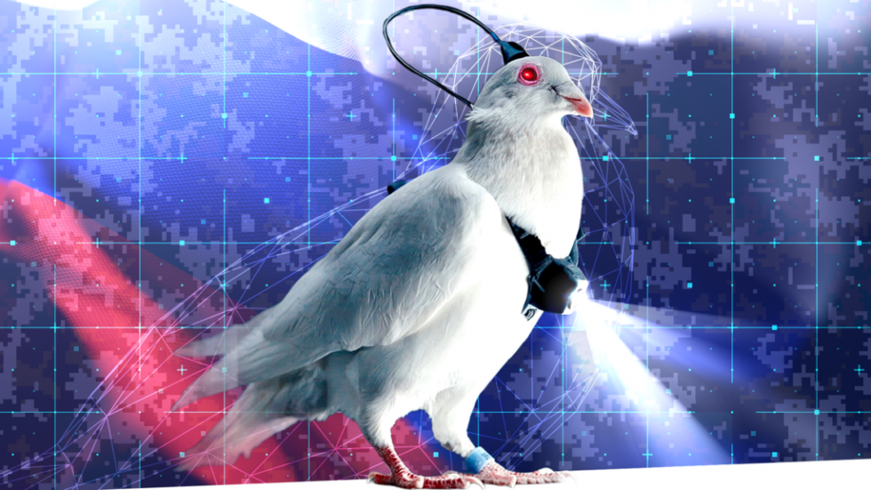 En Russie le rêve fou des pigeons-drones et des "humains à reprogrammer"