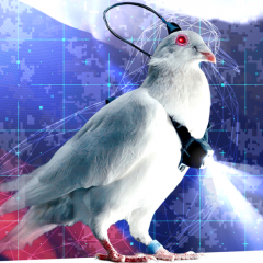 En Russie le rêve fou des pigeons-drones et des "humains à reprogrammer"