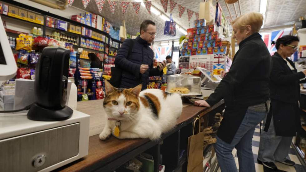 À New York, des élus veulent autoriser la présence des "bodega cats", les chats des épiceries
