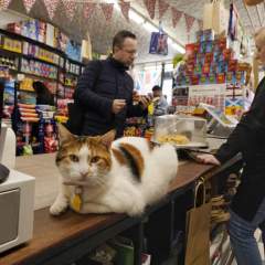 À New York, des élus veulent autoriser la présence des "bodega cats", les chats des épiceries