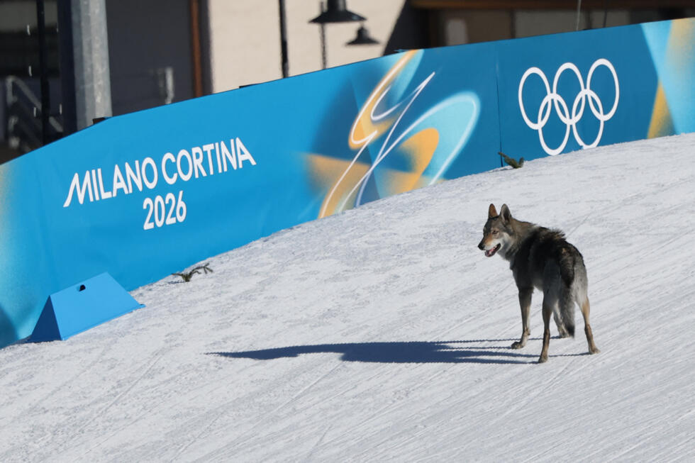 L'image du jour des JO 2026 : un invité surprise s'invite sur la piste de ski de fond L'image du jour des JO 2026 : un invité surprise s'invite sur la piste de ski de fond