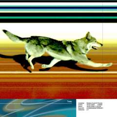 L'image du jour des JO 2026 : un invité surprise s'invite sur la piste de ski de fond