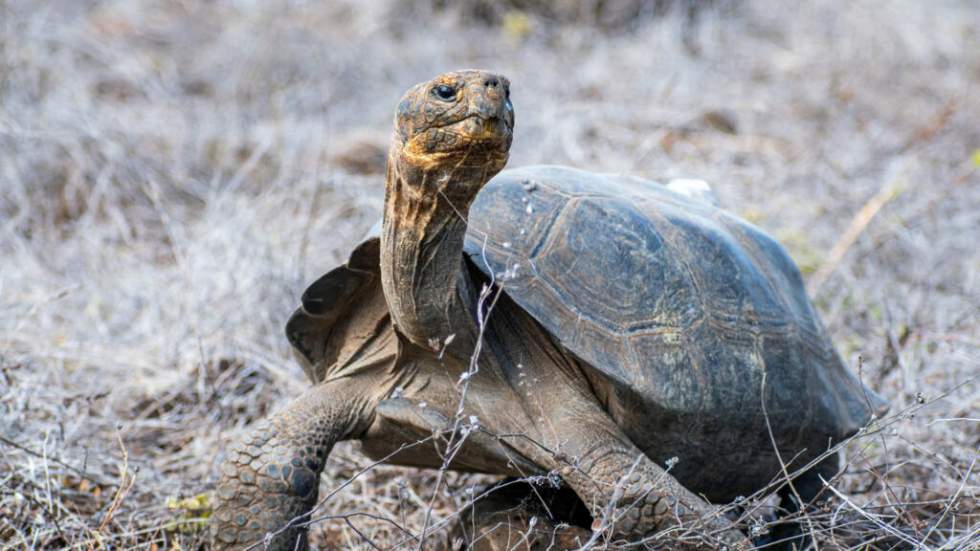 Aux Galápagos, plus de 150 tortues réintroduites après leur disparition Aux Galápagos, plus de 150 tortues réintroduites après leur disparition