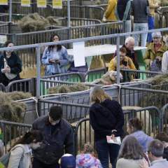Salon de l’Agriculture : fréquentation en chute libre sur fond de crise et d’absence des bovins