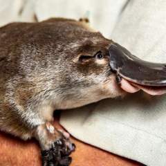 Dans les poils de l'ornithorynque, une nouvelle bizarrerie le rapprochant des oiseaux