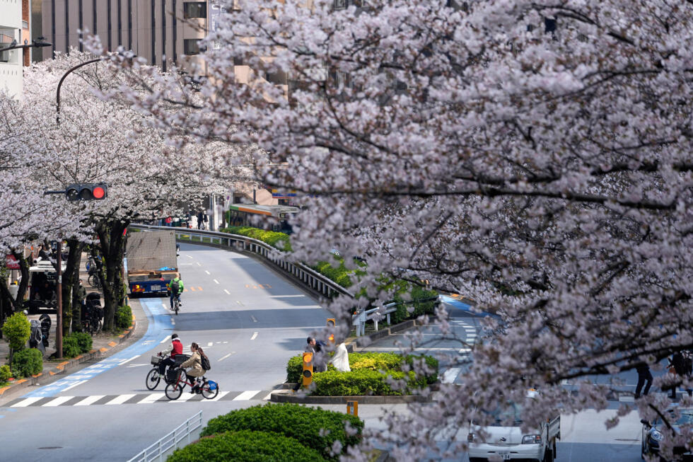 Au Japon, la saison des cerisiers en fleurs est à son apogée