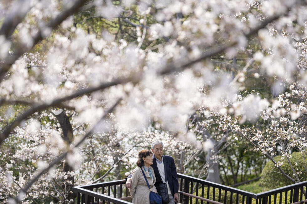 Au Japon, la saison des cerisiers en fleurs est à son apogée