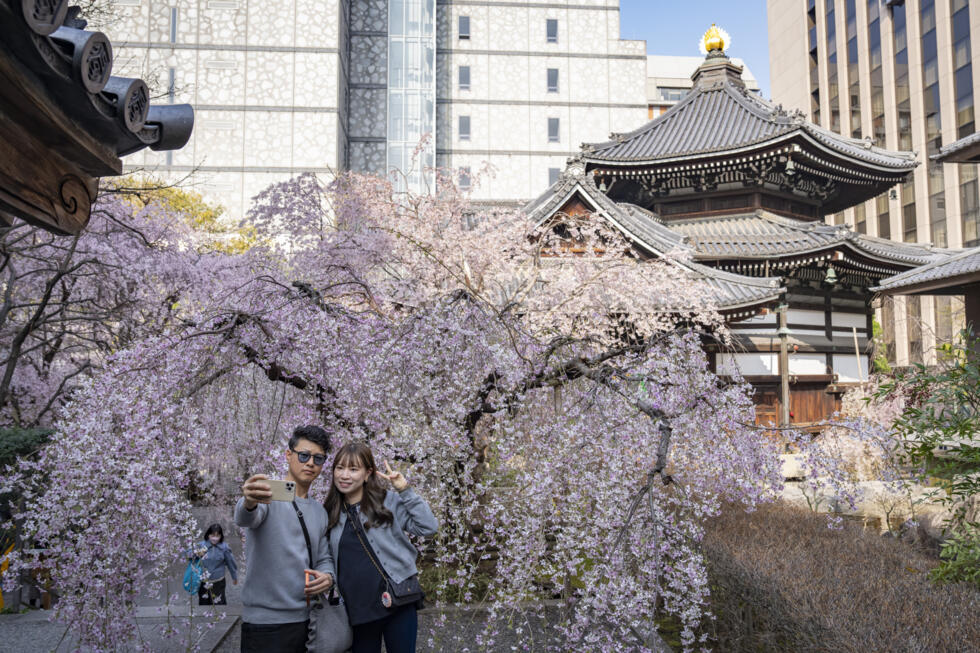 Au Japon, la saison des cerisiers en fleurs est à son apogée