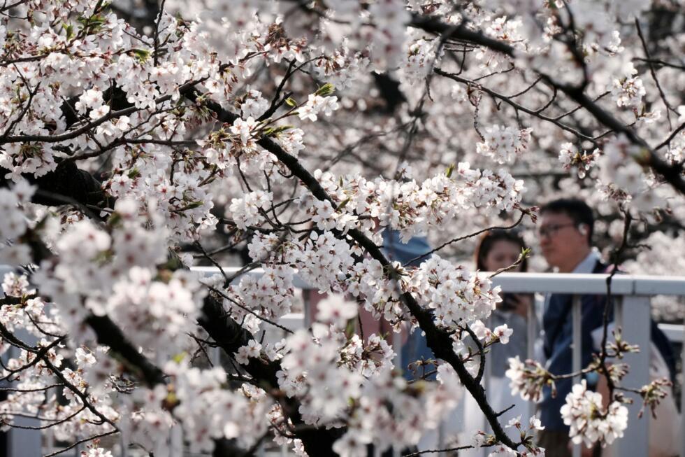 Au Japon, la saison des cerisiers en fleurs est à son apogée