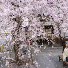 Au Japon, la saison des cerisiers en fleurs est à son apogée