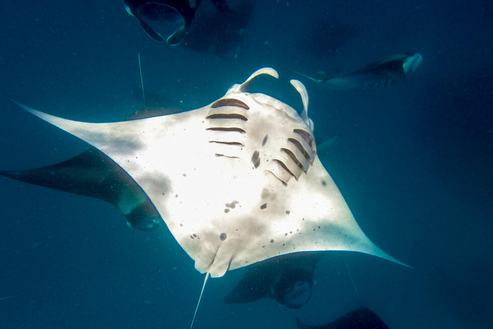 G7 sur l'environnement : la question climatique omit des discussions pour ne pas froisser Washington