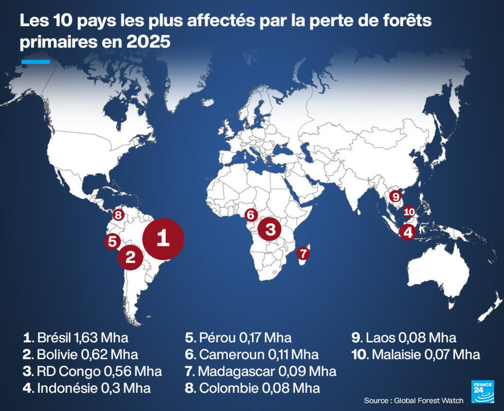 Sauver les forêts primaires : du Brésil à l'Indonésie, un combat aux avancées inégales